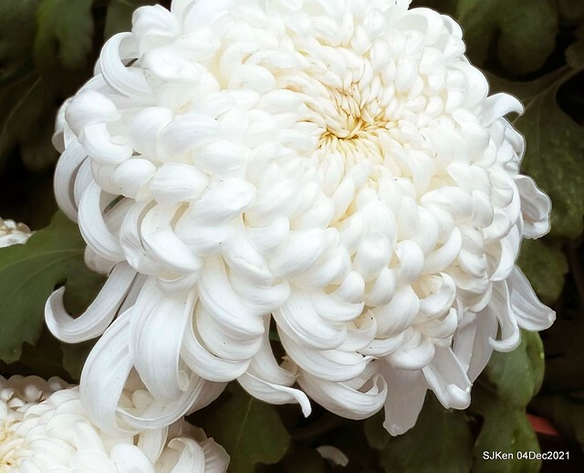 士林官邸2021「菊來運轉」花展 (Shilin Residence Chrysanthesmum Festival), Nov 26 ~ Dec 12, 2021, Taipei, Taiwan, SJKen, Dec 4, 2021.