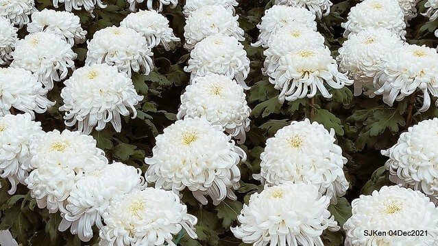 士林官邸2021「菊來運轉」花展 (Shilin Residence Chrysanthesmum Festival), Nov 26 ~ Dec 12, 2021, Taipei, Taiwan, SJKen, Dec 4, 2021.