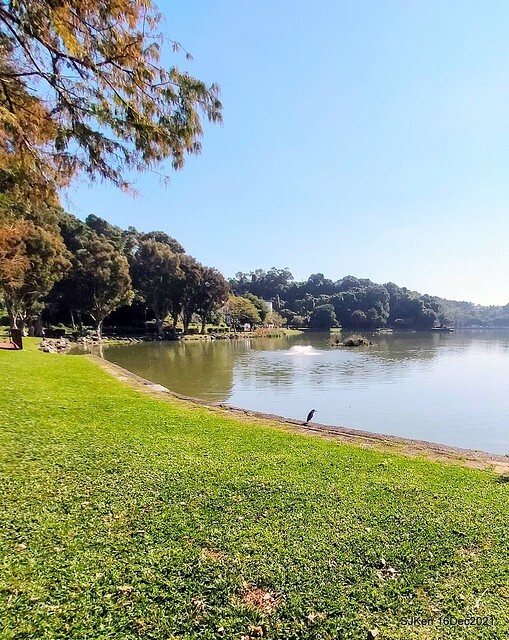 Larix pine at Bi-Hu garden, Taipei, Taiwan, SJKen, Dec 16,2021.