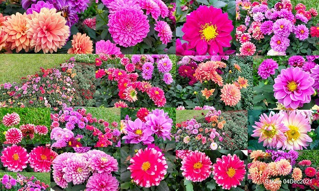 士林官邸2021「菊來運轉」花展 (Shilin Residence Chrysanthesmum Festival), Nov 26 ~ Dec 12, 2021, Taipei, Taiwan, SJKen, Dec 4, 2021.