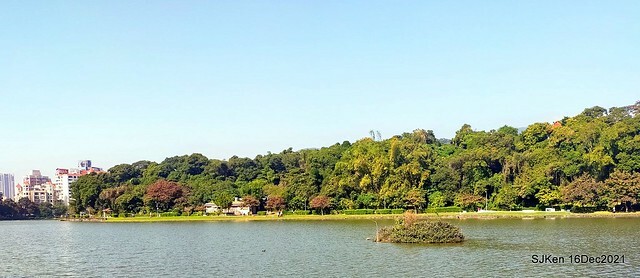 Larix pine at Bi-Hu garden, Taipei, Taiwan, SJKen, Dec 16,2021.