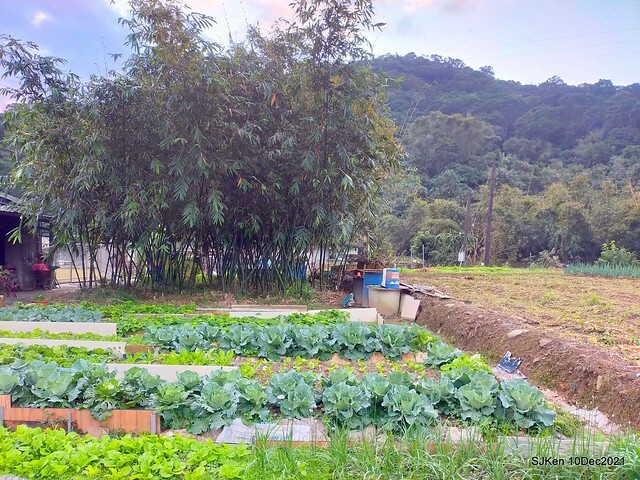 Larix pine garden plaza at Nangang, Taipei, Taiwan, SJKen, Dec 10, 2021.