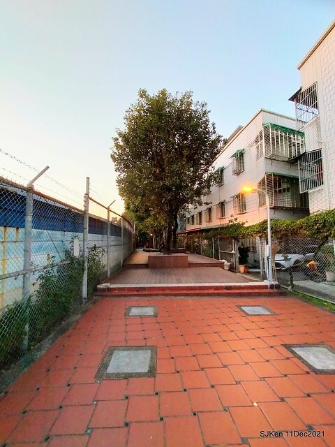 Larix pine trail nearby Fuxinggang metro station, Taipei, Taiwan, SJKen, Dec 11, 2021.