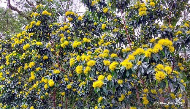 士林官邸2021「菊來運轉」花展 (Shilin Residence Chrysanthesmum Festival), Nov 26 ~ Dec 12, 2021, Taipei, Taiwan, SJKen, Dec 4, 2021.