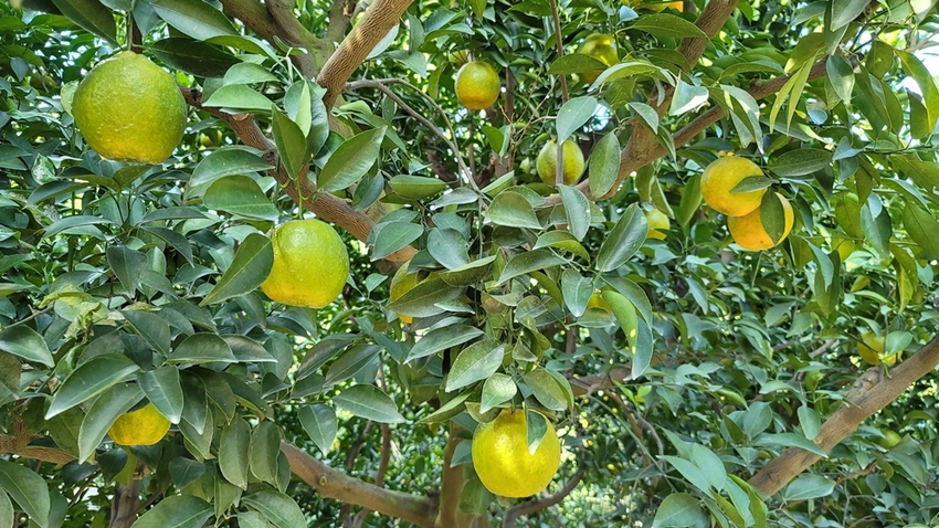 橘子成熟囉！來去大坑採椪柑，橘子多汁甜又甜，景色優美超好拍，親子一起採橘趣！！