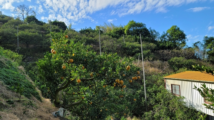 橘子成熟囉！來去大坑採椪柑，橘子多汁甜又甜，景色優美超好拍，親子一起採橘趣！！