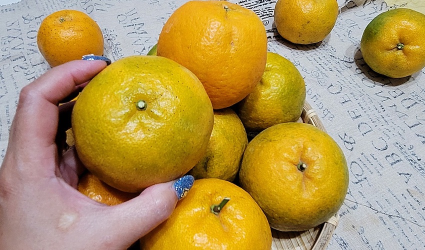 橘子成熟囉！來去大坑採椪柑，橘子多汁甜又甜，景色優美超好拍，親子一起採橘趣！！