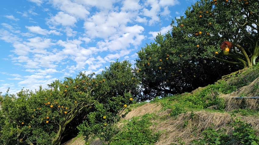 橘子成熟囉！來去大坑採椪柑，橘子多汁甜又甜，景色優美超好拍，親子一起採橘趣！！