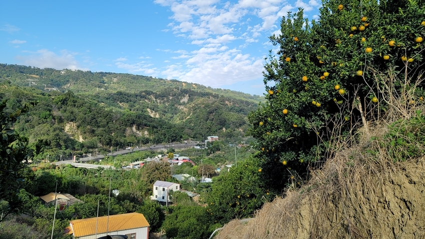 橘子成熟囉！來去大坑採椪柑，橘子多汁甜又甜，景色優美超好拍，親子一起採橘趣！！