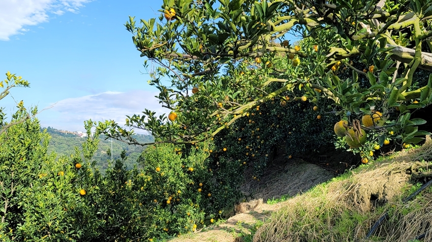 橘子成熟囉！來去大坑採椪柑，橘子多汁甜又甜，景色優美超好拍，親子一起採橘趣！！