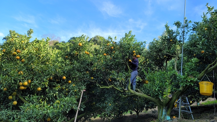 橘子成熟囉！來去大坑採椪柑，橘子多汁甜又甜，景色優美超好拍，親子一起採橘趣！！