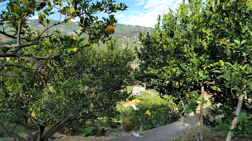 橘子成熟囉！來去大坑採椪柑，橘子多汁甜又甜，景色優美超好拍，親子一起採橘趣！！