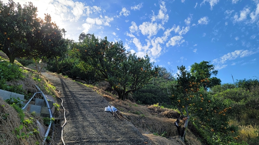 橘子成熟囉！來去大坑採椪柑，橘子多汁甜又甜，景色優美超好拍，親子一起採橘趣！！