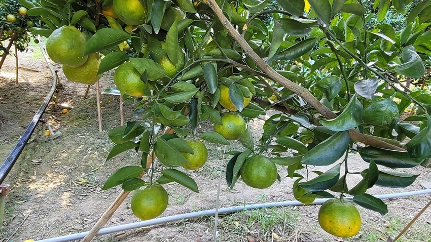 橘子成熟囉！來去大坑採椪柑，橘子多汁甜又甜，景色優美超好拍，親子一起採橘趣！！