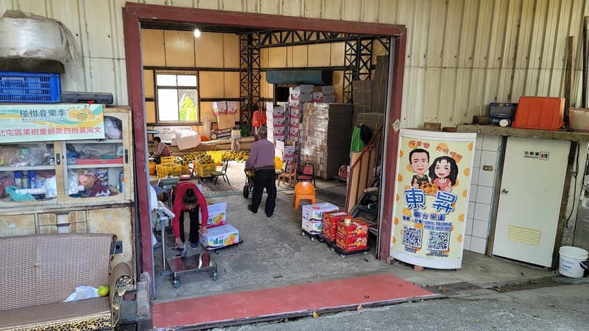 橘子成熟囉！來去大坑採椪柑，橘子多汁甜又甜，景色優美超好拍，親子一起採橘趣！！