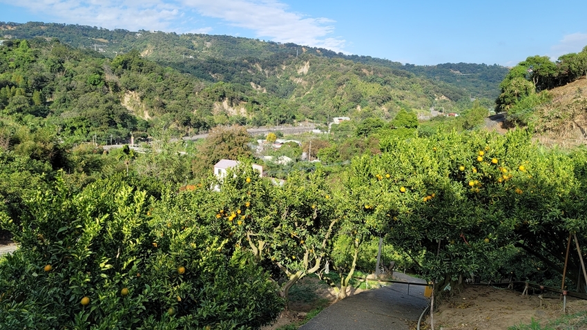 橘子成熟囉！來去大坑採椪柑，橘子多汁甜又甜，景色優美超好拍，親子一起採橘趣！！