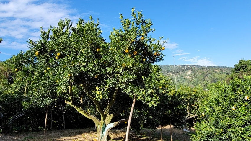 橘子成熟囉！來去大坑採椪柑，橘子多汁甜又甜，景色優美超好拍，親子一起採橘趣！！