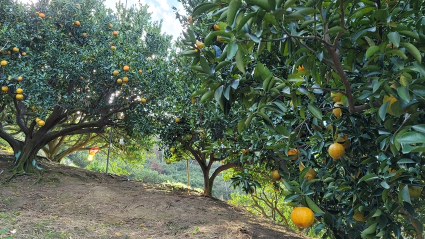 橘子成熟囉！來去大坑採椪柑，橘子多汁甜又甜，景色優美超好拍，親子一起採橘趣！！