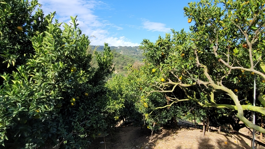 橘子成熟囉！來去大坑採椪柑，橘子多汁甜又甜，景色優美超好拍，親子一起採橘趣！！