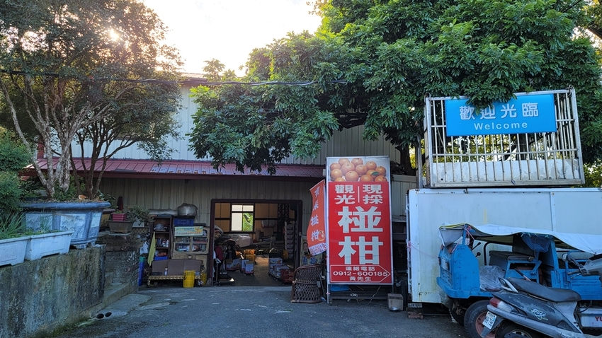 橘子成熟囉！來去大坑採椪柑，橘子多汁甜又甜，景色優美超好拍，親子一起採橘趣！！