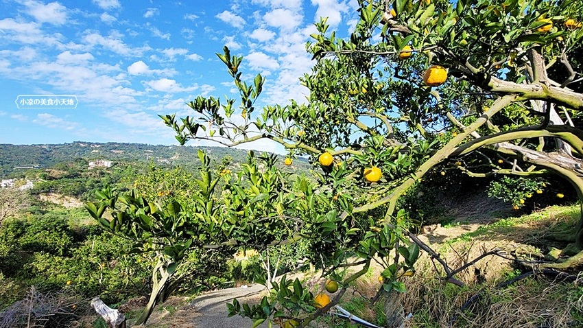 橘子成熟囉！來去大坑採椪柑，橘子多汁甜又甜，景色優美超好拍，親子一起採橘趣！！