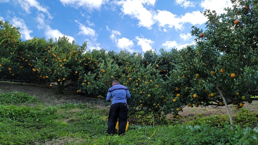 橘子成熟囉！來去大坑採椪柑，橘子多汁甜又甜，景色優美超好拍，親子一起採橘趣！！