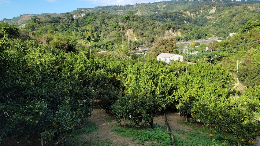 橘子成熟囉！來去大坑採椪柑，橘子多汁甜又甜，景色優美超好拍，親子一起採橘趣！！