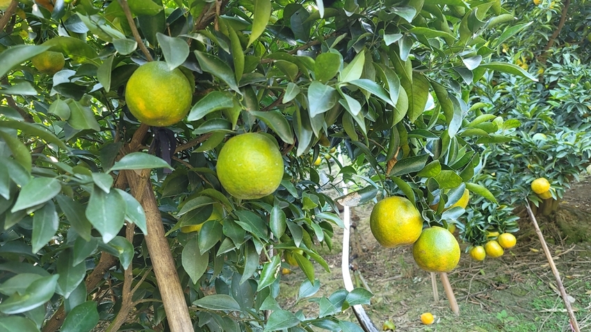 橘子成熟囉！來去大坑採椪柑，橘子多汁甜又甜，景色優美超好拍，親子一起採橘趣！！