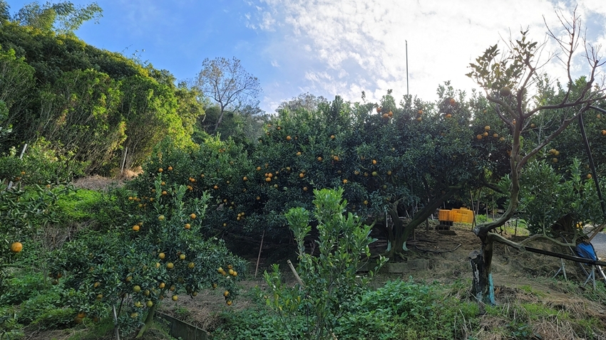 橘子成熟囉！來去大坑採椪柑，橘子多汁甜又甜，景色優美超好拍，親子一起採橘趣！！