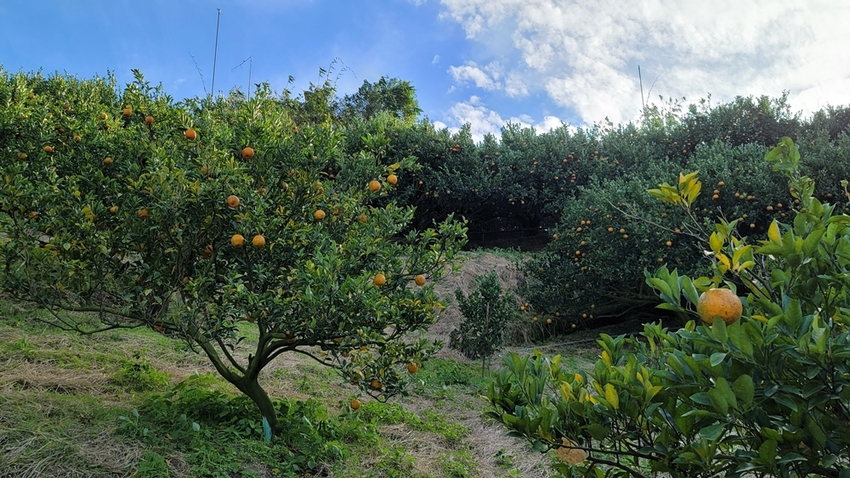 橘子成熟囉！來去大坑採椪柑，橘子多汁甜又甜，景色優美超好拍，親子一起採橘趣！！