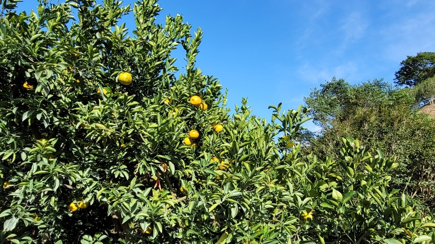 橘子成熟囉！來去大坑採椪柑，橘子多汁甜又甜，景色優美超好拍，親子一起採橘趣！！