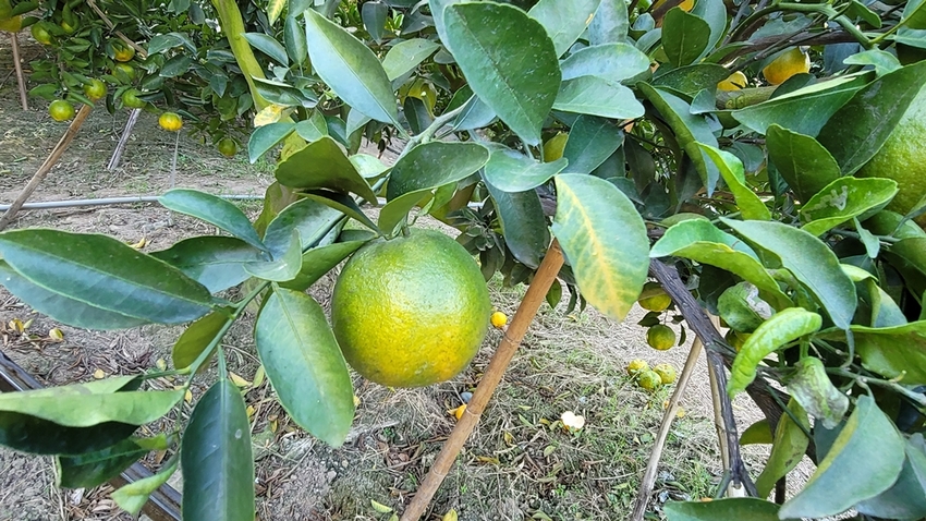 橘子成熟囉！來去大坑採椪柑，橘子多汁甜又甜，景色優美超好拍，親子一起採橘趣！！