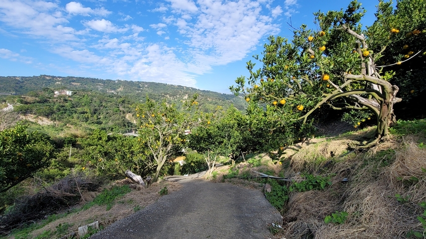 橘子成熟囉！來去大坑採椪柑，橘子多汁甜又甜，景色優美超好拍，親子一起採橘趣！！