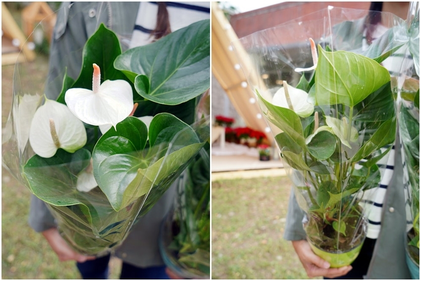 【南投】2021埔里花卉展 花遊趣．六大主題展區、花卉DIY、竹藝地景隧道、小農市集，隨手拍都是網美照!