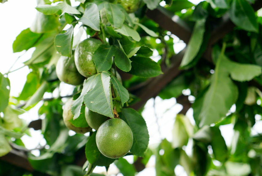 【南投】2021埔里花卉展 花遊趣．六大主題展區、花卉DIY、竹藝地景隧道、小農市集，隨手拍都是網美照!