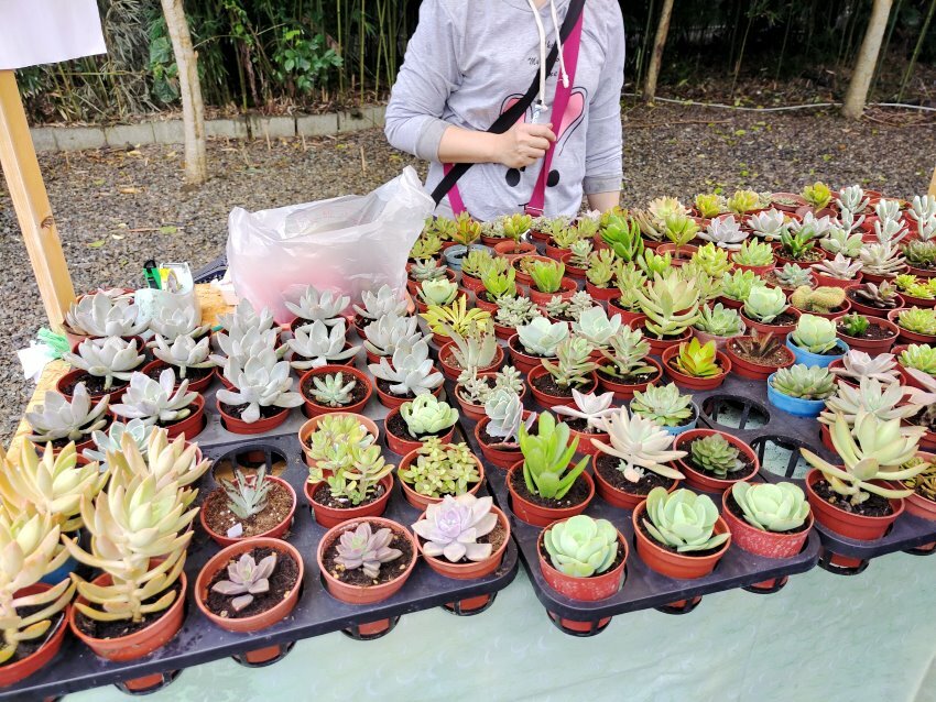 【南投】2021埔里花卉展 花遊趣．六大主題展區、花卉DIY、竹藝地景隧道、小農市集，隨手拍都是網美照!