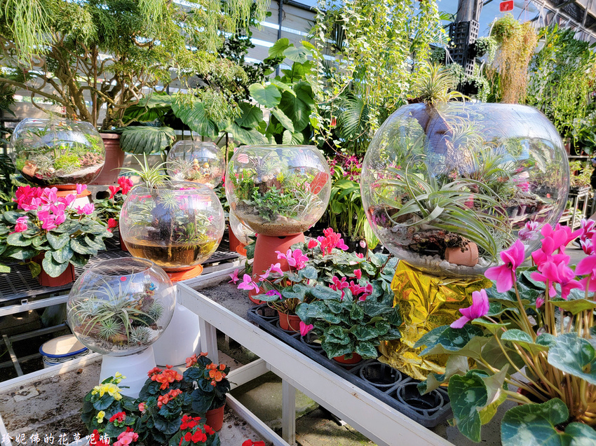 ▲彰化田尾公路花園必訪推薦:合利園藝 /珍妮佛的花草呢喃 提供、WalkerLand窩客島整理
