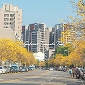 台中太順路黃花風鈴木