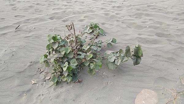 【摩托車自駕遊台南X五倍券振興之旅】第二站:黃金海岸與喜樹沙灘、黃金海岸方舟、金舟咖啡