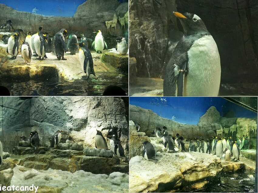 大阪 海游館|大阪必去親子景點,360度環繞水族館,美的很療癒~ - 愛伊特candy的分享樂園