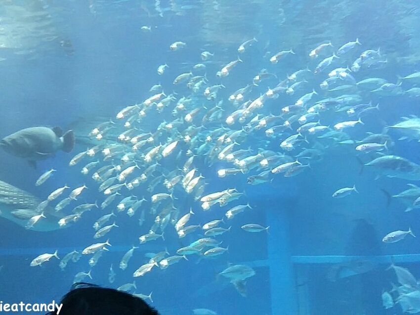 大阪 海游館|大阪必去親子景點,360度環繞水族館,美的很療癒~ - 愛伊特candy的分享樂園