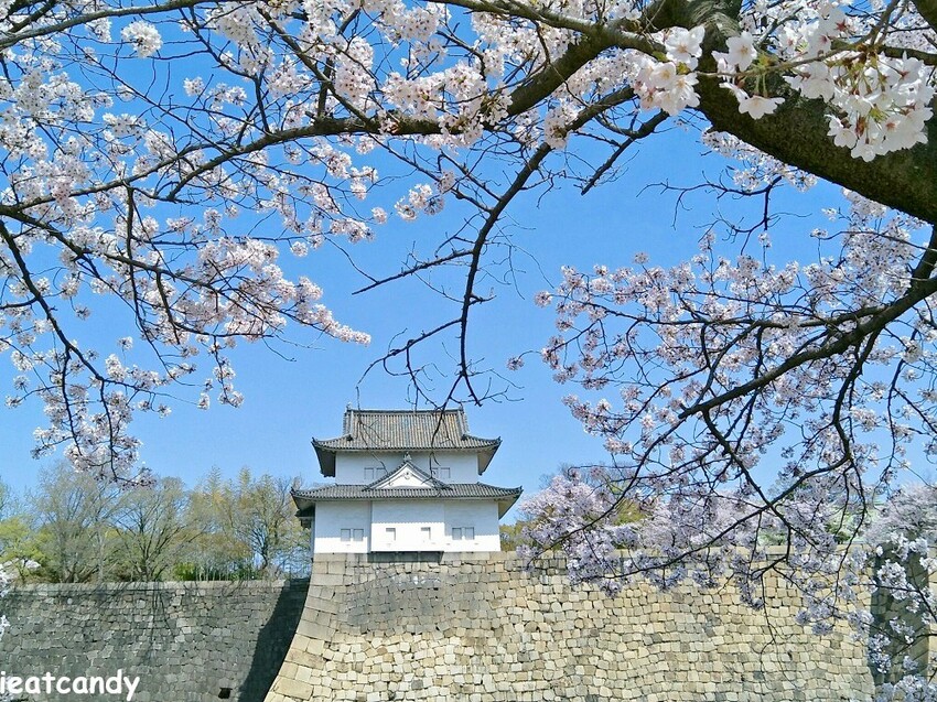 2018大阪城公園│第一次自由行就遇到滿開櫻花,徜徉在浪漫粉紅雨中~ - 愛伊特candy的分享樂園