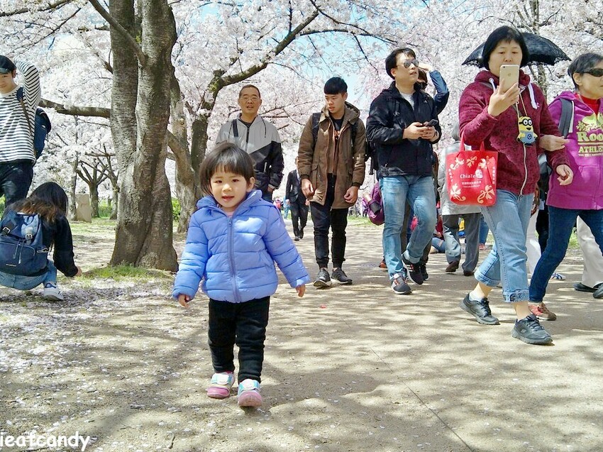 2018大阪城公園│第一次自由行就遇到滿開櫻花,徜徉在浪漫粉紅雨中~ - 愛伊特candy的分享樂園