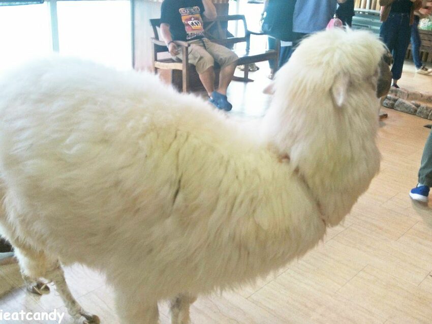 天保山動物園│大阪港景點,讓小孩跟動物多接觸的全新體驗。 - 愛伊特candy的分享樂園