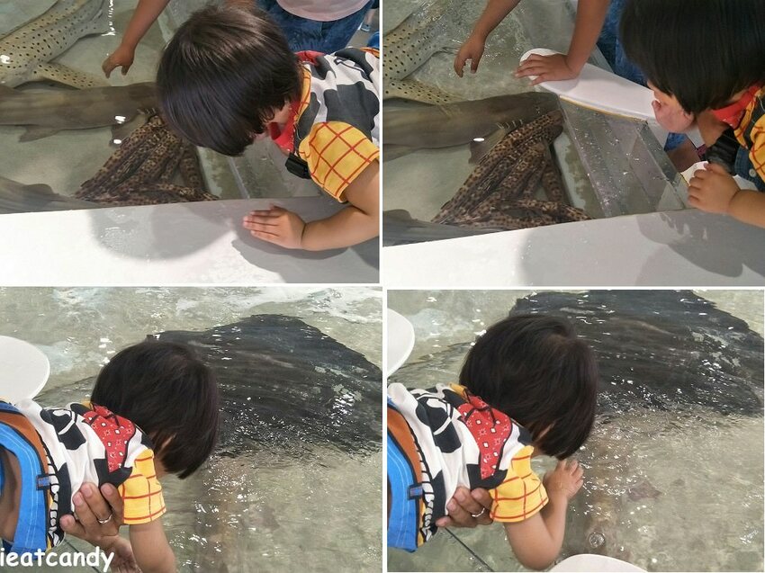大阪 海游館|大阪必去親子景點,360度環繞水族館,美的很療癒~ - 愛伊特candy的分享樂園