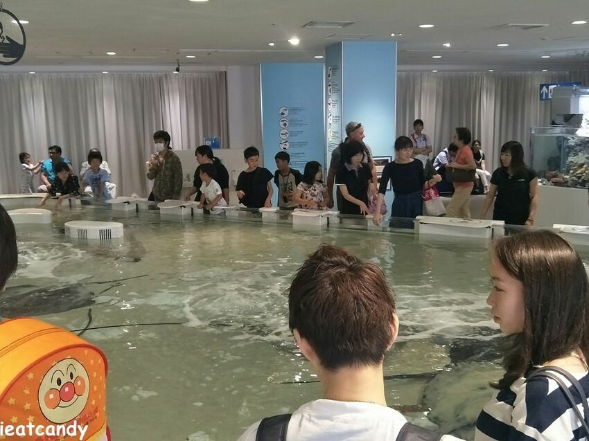 大阪 海游館|大阪必去親子景點,360度環繞水族館,美的很療癒~ - 愛伊特candy的分享樂園