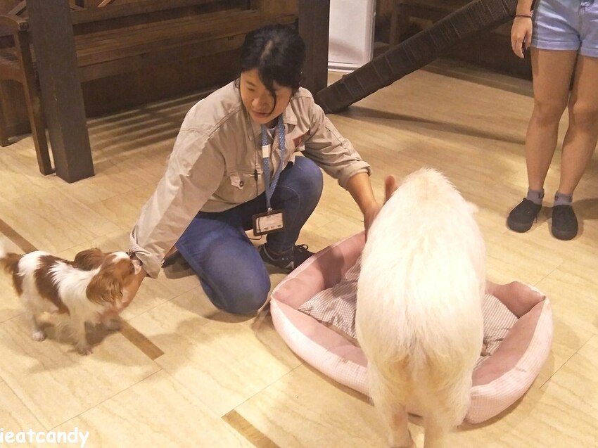 天保山動物園│大阪港景點,讓小孩跟動物多接觸的全新體驗。 - 愛伊特candy的分享樂園