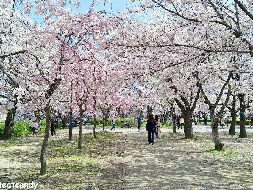 2018大阪城公園│第一次自由行就遇到滿開櫻花,徜徉在浪漫粉紅雨中~ - 愛伊特candy的分享樂園
