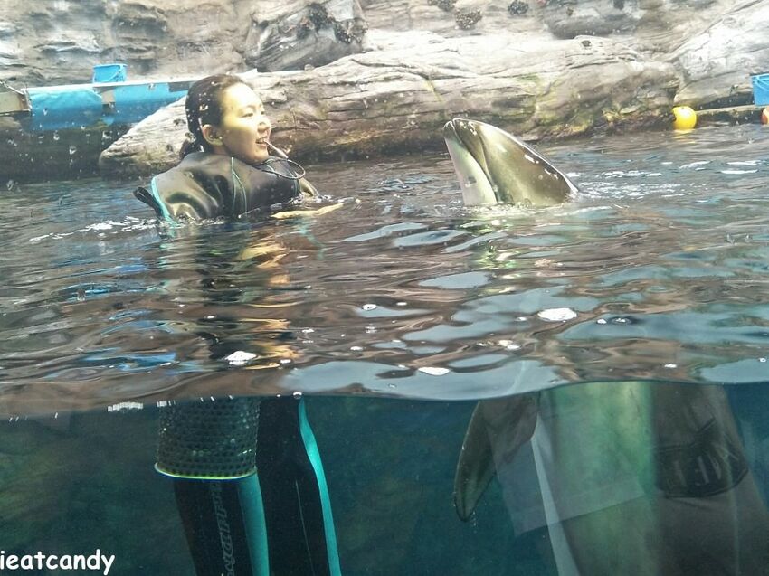 大阪 海游館|大阪必去親子景點,360度環繞水族館,美的很療癒~ - 愛伊特candy的分享樂園