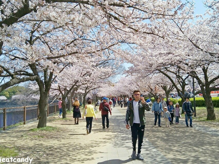 2018大阪城公園│第一次自由行就遇到滿開櫻花,徜徉在浪漫粉紅雨中~ - 愛伊特candy的分享樂園